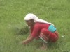 Woman Cuttting the grass
